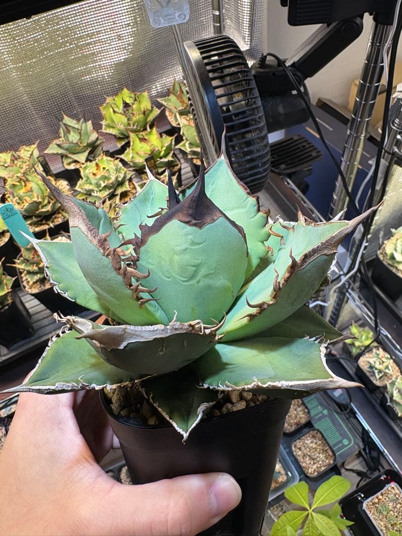 アガベ　実生株　トップ強　皺