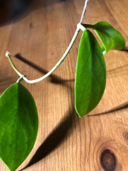 ホヤ　ミンドレンシス