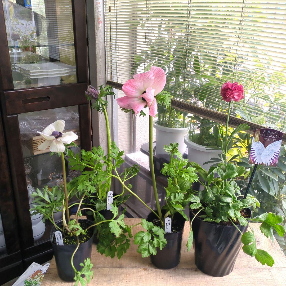 ♡べーしーる様♡