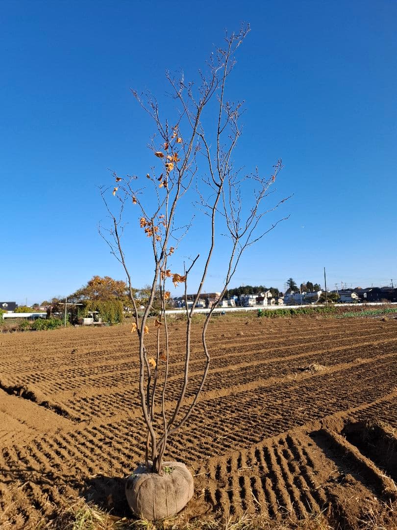 シロモジ 雑木 ――アオダモアオハダ モミジ 山彩り ――