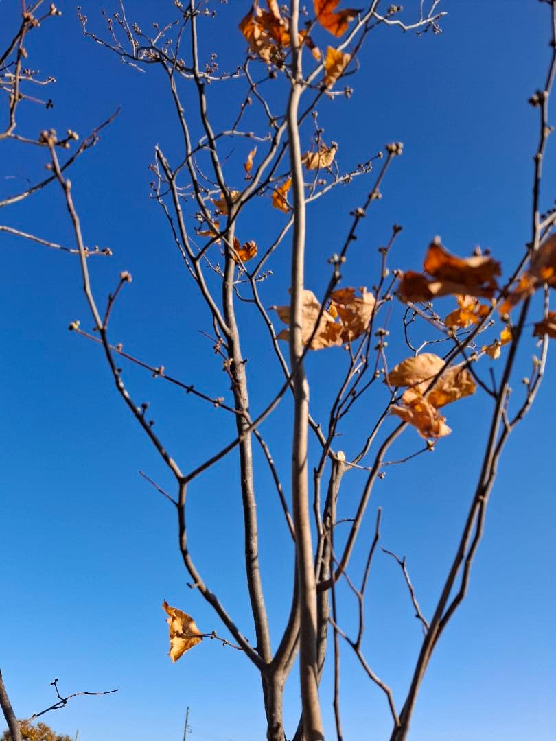 シロモジ 雑木 ――アオダモアオハダ モミジ 山彩り ――