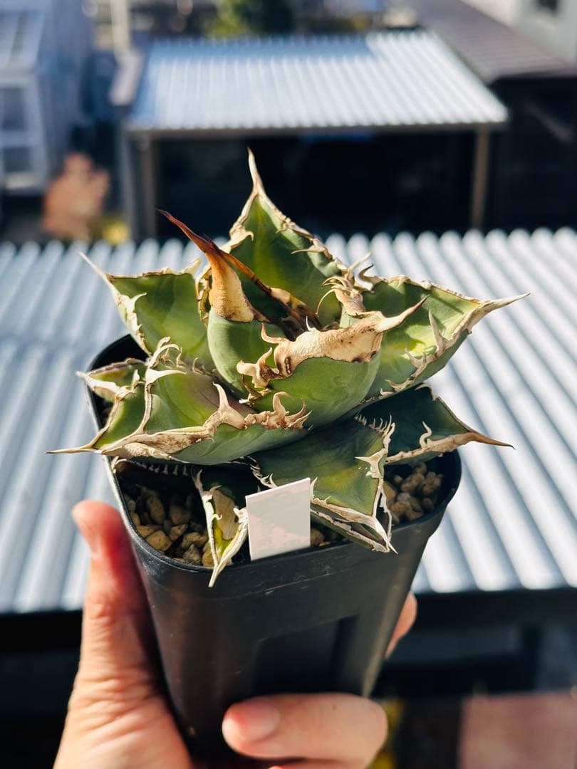 上澳園芸　アガベ shangao-005 車手（レーサー） LED管理株　現品