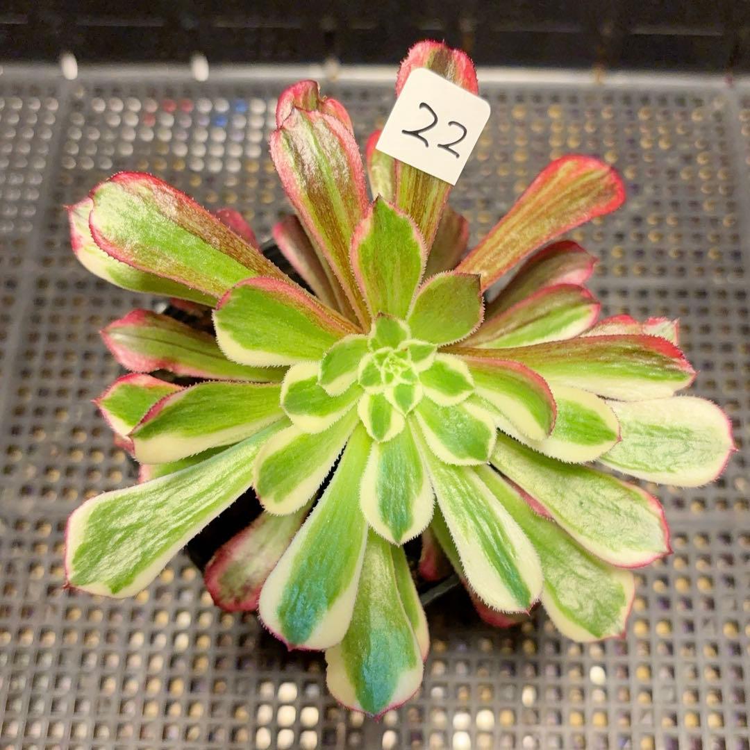 22#多肉植物アエオニウム錦❤️銅花順錦❤️1大頭12cm拔き苗