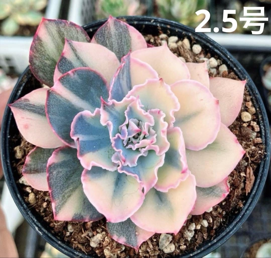 専用　マクライジング錦　紫麗殿錦　フローレンス錦×2 ピンクルビー錦