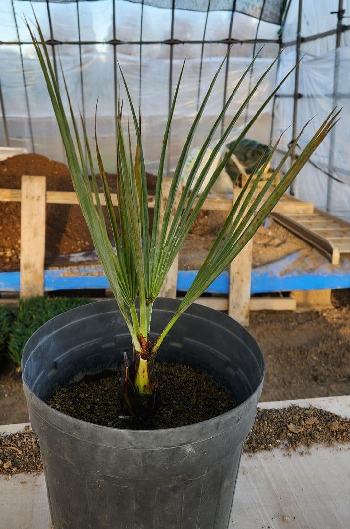 ブラヘアーアルマータ