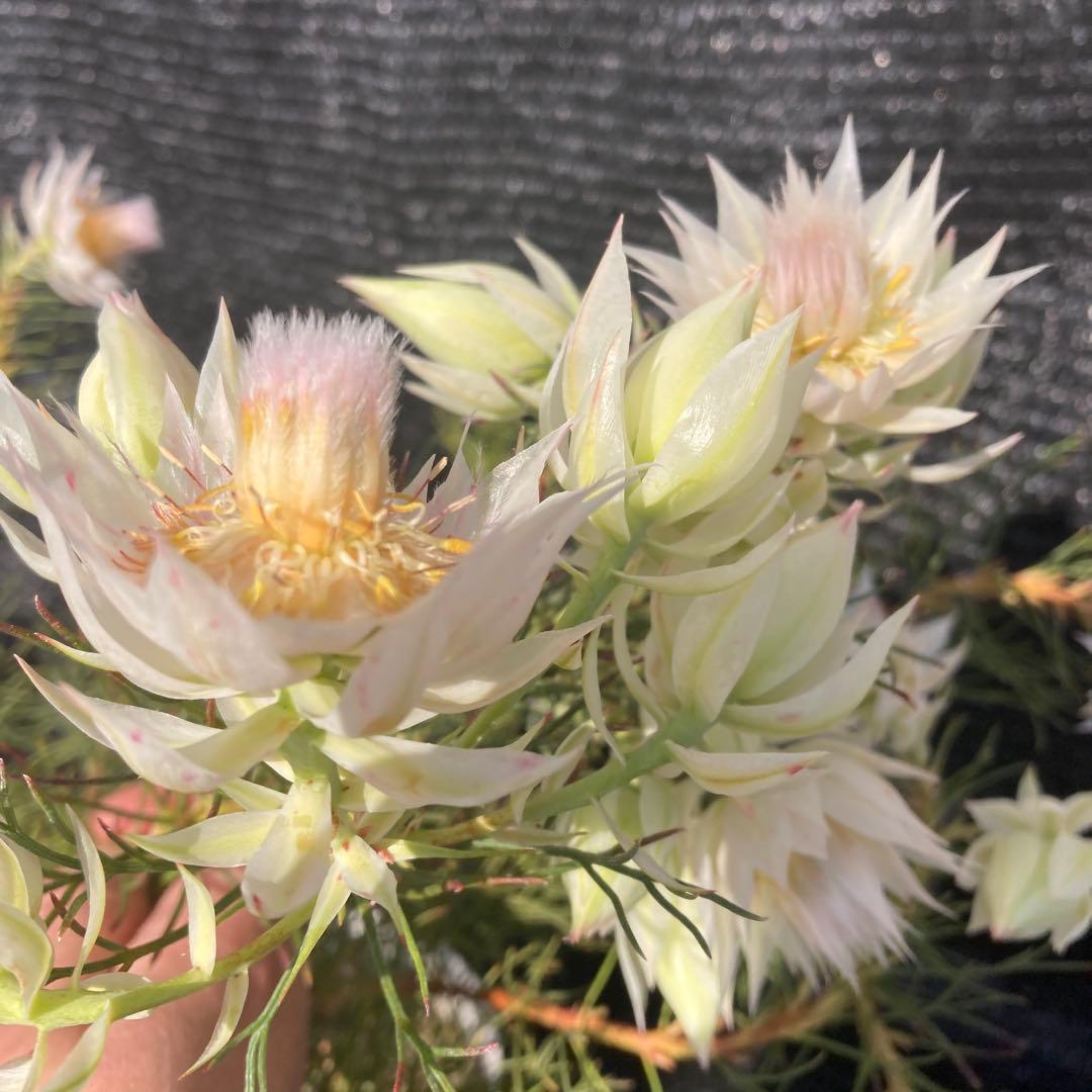 ①*:ஐ白花*:ஐジョーイセルリア・苗木【ブラッシングブライド（フロリダ）】6号