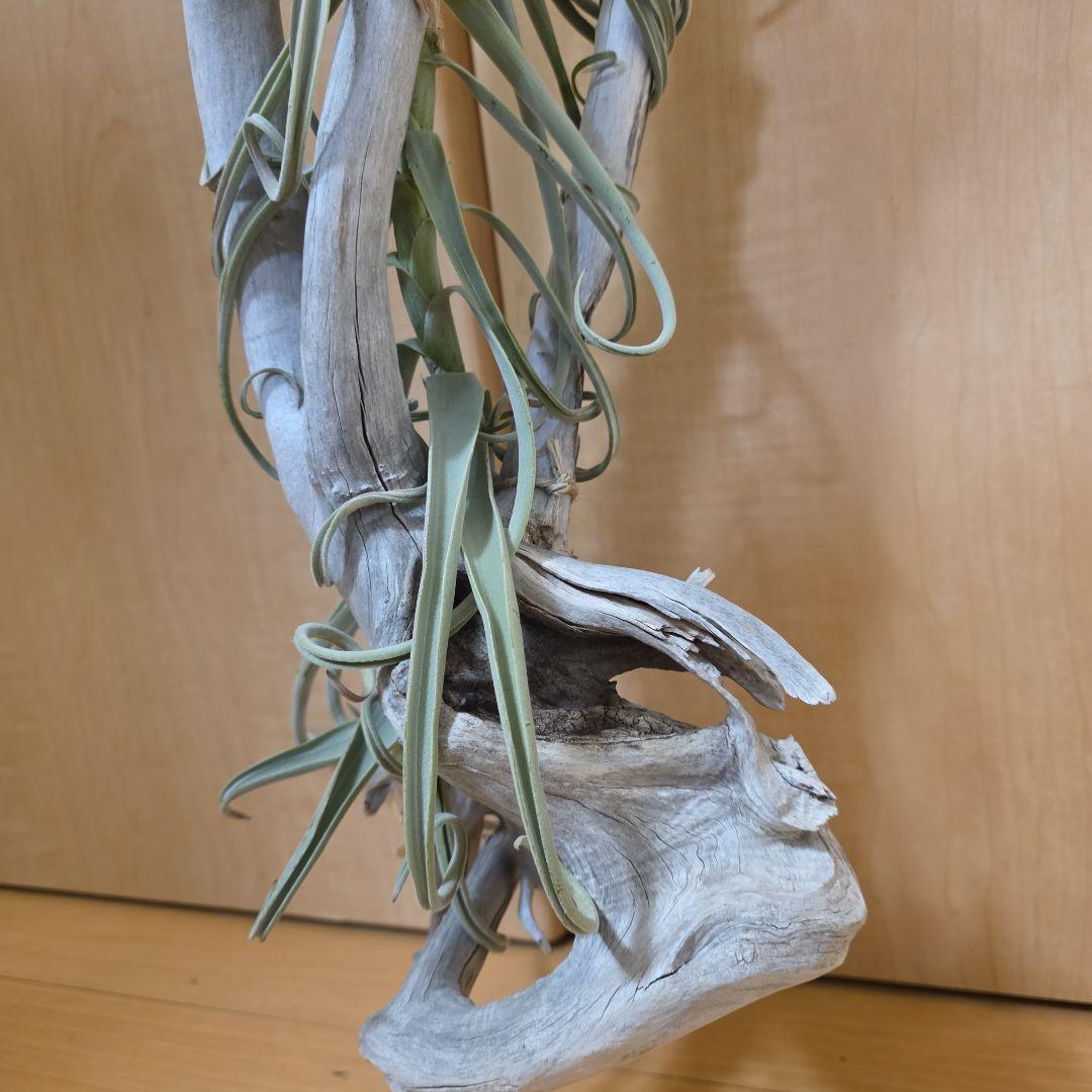 チランジアドゥラティ