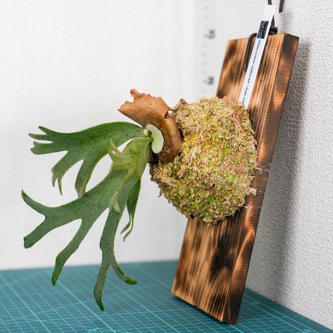 ビカクシダ ジェイドガール P. willinckii 'Jade Girl'