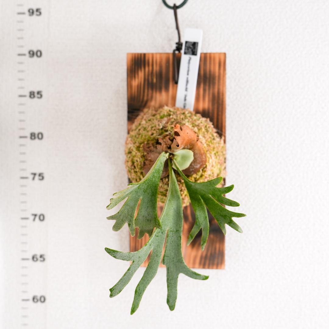 ビカクシダ ジェイドガール P. willinckii 'Jade Girl'