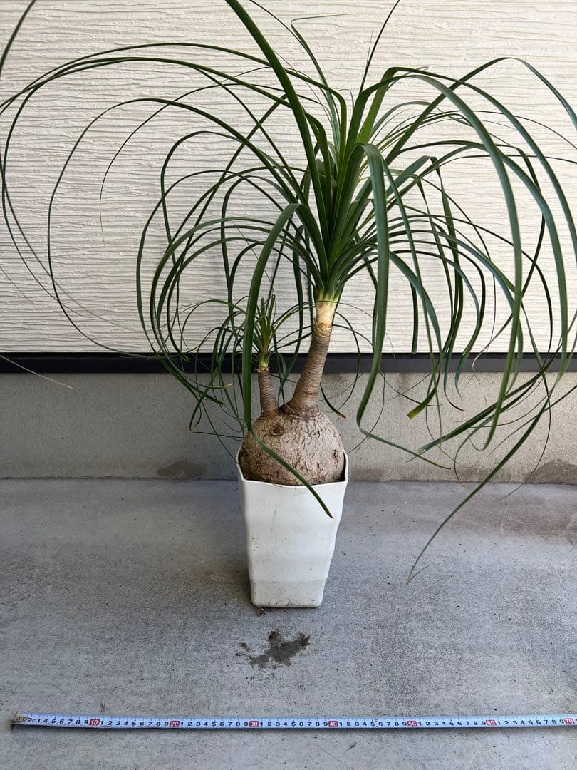 【タイムセール】ボーカルネア・レクルバータ / ノリナ トックリラン 大株 希少