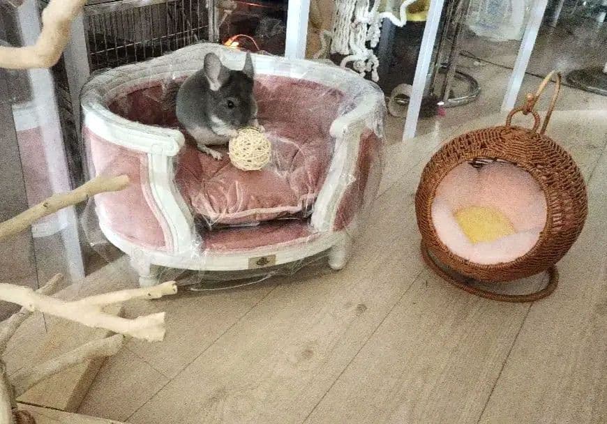 高級 フレンチ ロココ ミニ ソファー 飾り スーパードルフィー 子供 ペット