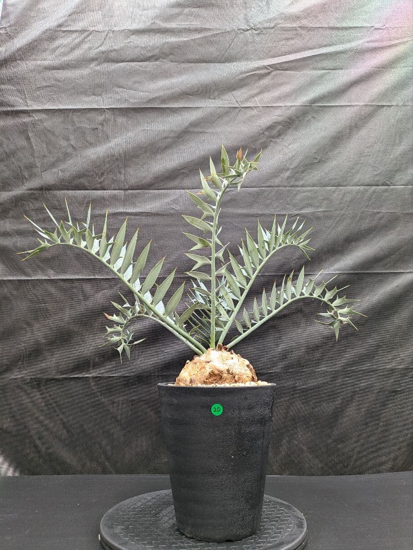 20 エンセファラルトス ホリダス 特大 葉多数