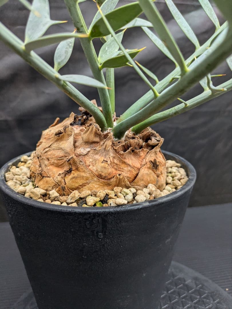 20 エンセファラルトス ホリダス 特大 葉多数