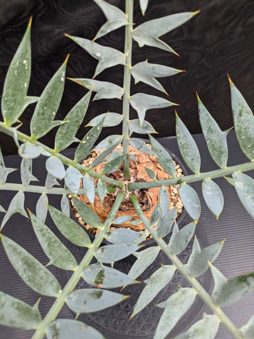 20 エンセファラルトス ホリダス 特大 葉多数