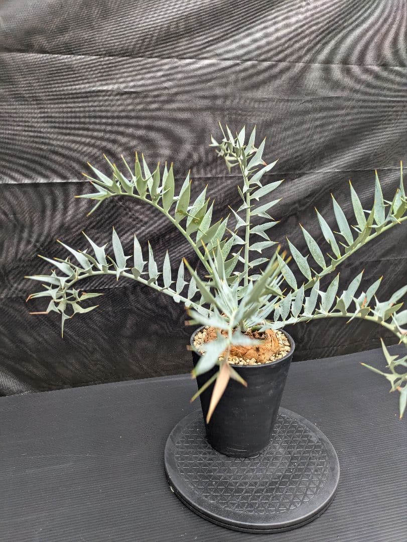 20 エンセファラルトス ホリダス 特大 葉多数