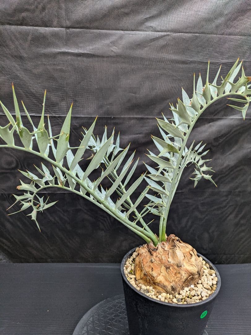 20 エンセファラルトス ホリダス 特大 葉多数