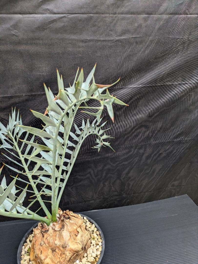 20 エンセファラルトス ホリダス 特大 葉多数