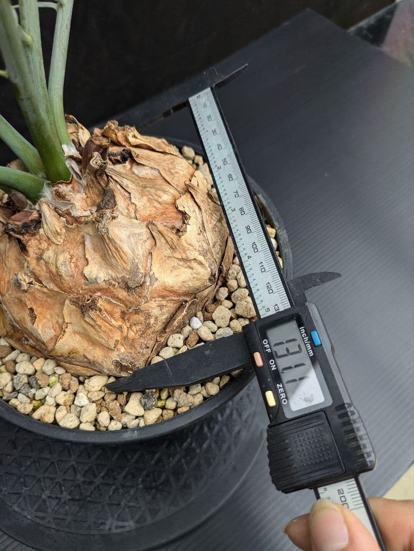 20 エンセファラルトス ホリダス 特大 葉多数