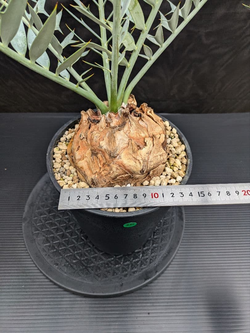 20 エンセファラルトス ホリダス 特大 葉多数