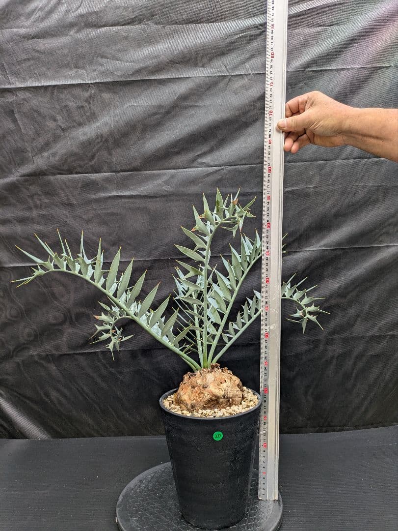 20 エンセファラルトス ホリダス 特大 葉多数