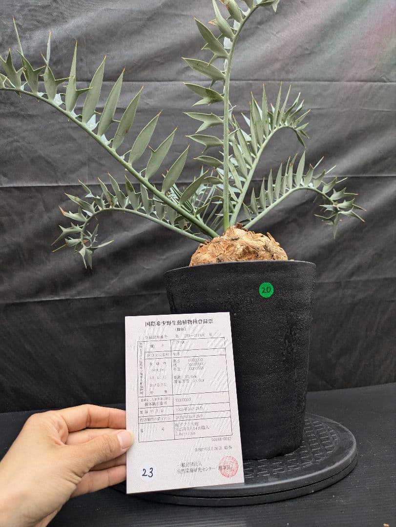 20 エンセファラルトス ホリダス 特大 葉多数