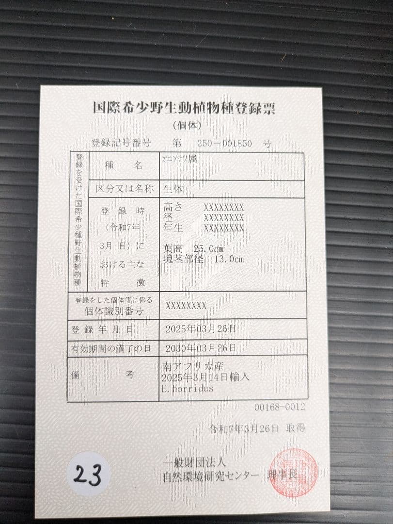 20 エンセファラルトス ホリダス 特大 葉多数