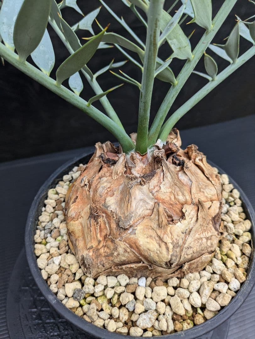 20 エンセファラルトス ホリダス 特大 葉多数