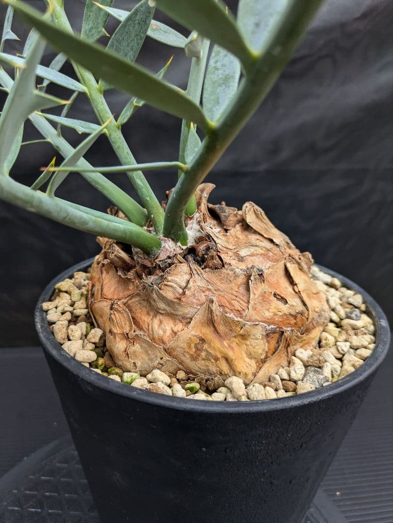 20 エンセファラルトス ホリダス 特大 葉多数