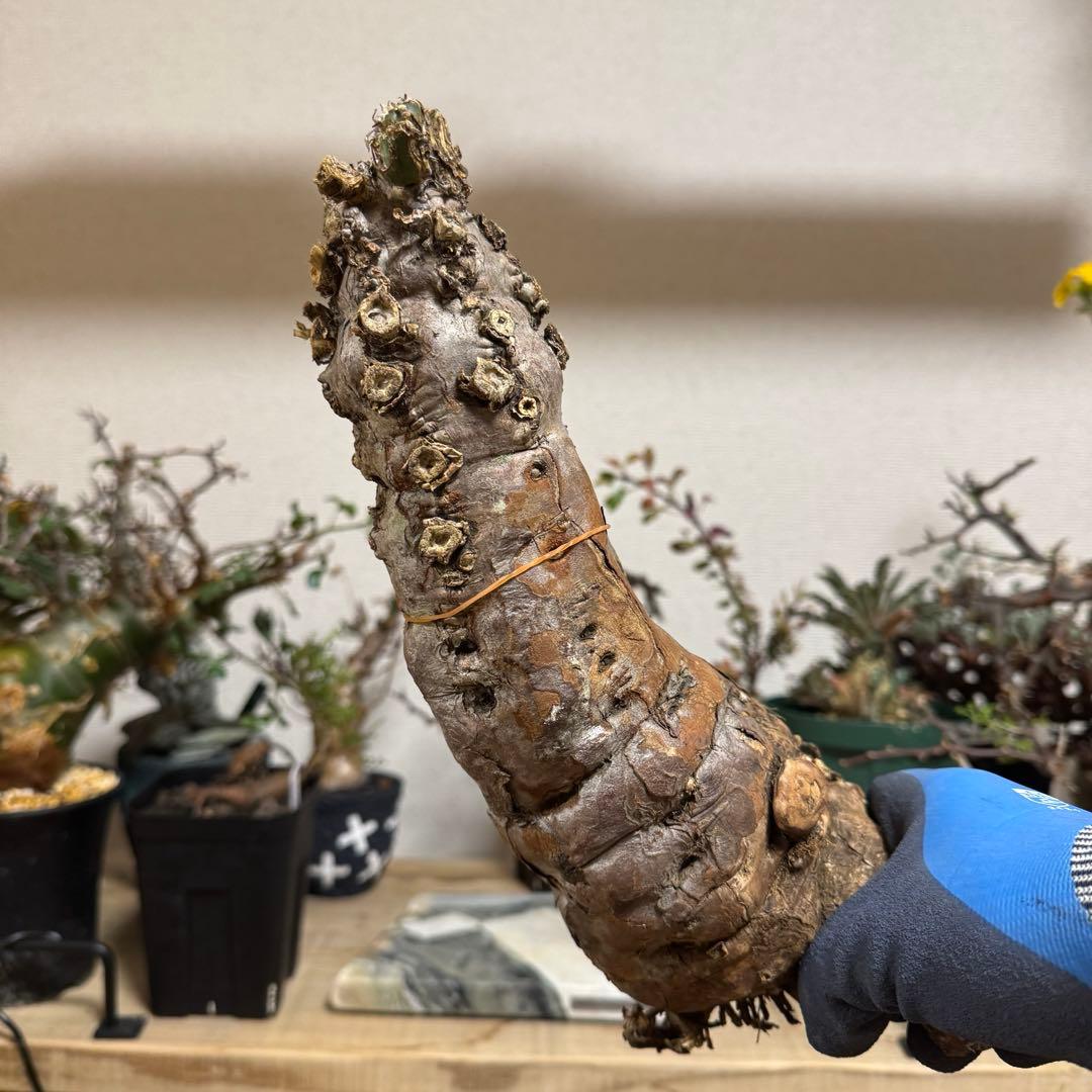 h*i様 ユーフォルビア ムランジーナ 現地球 大株 葉有り 輸入即出品 13E