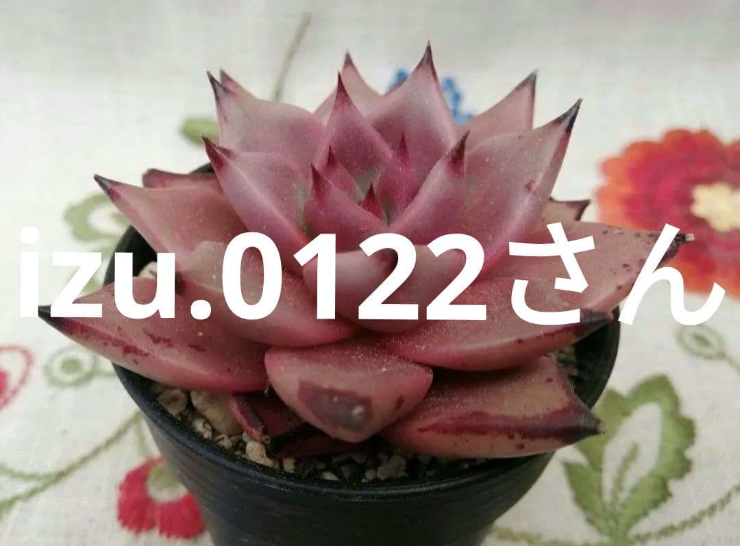 多肉植物　ブロードロメオ　韓国苗