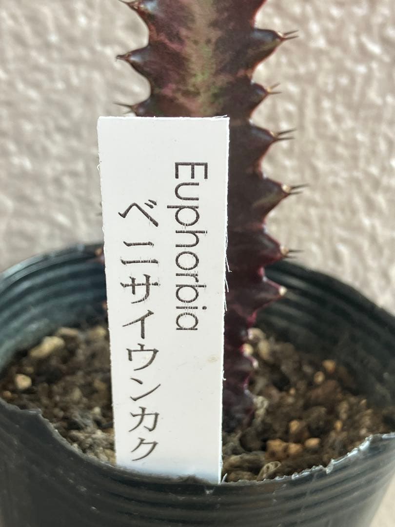ベニサイウンカク　紅彩雲閣　抜き苗