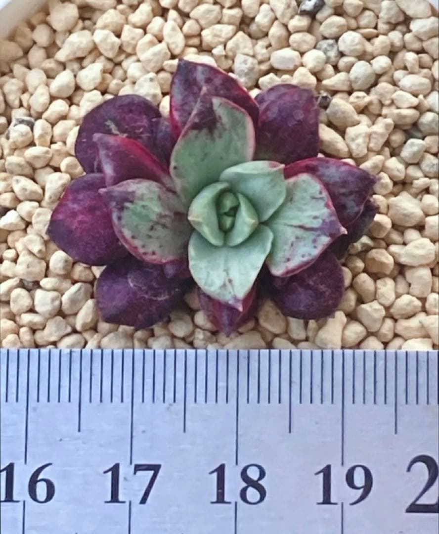 多肉植物　　レア❁︎ロンギシマ錦　発根済