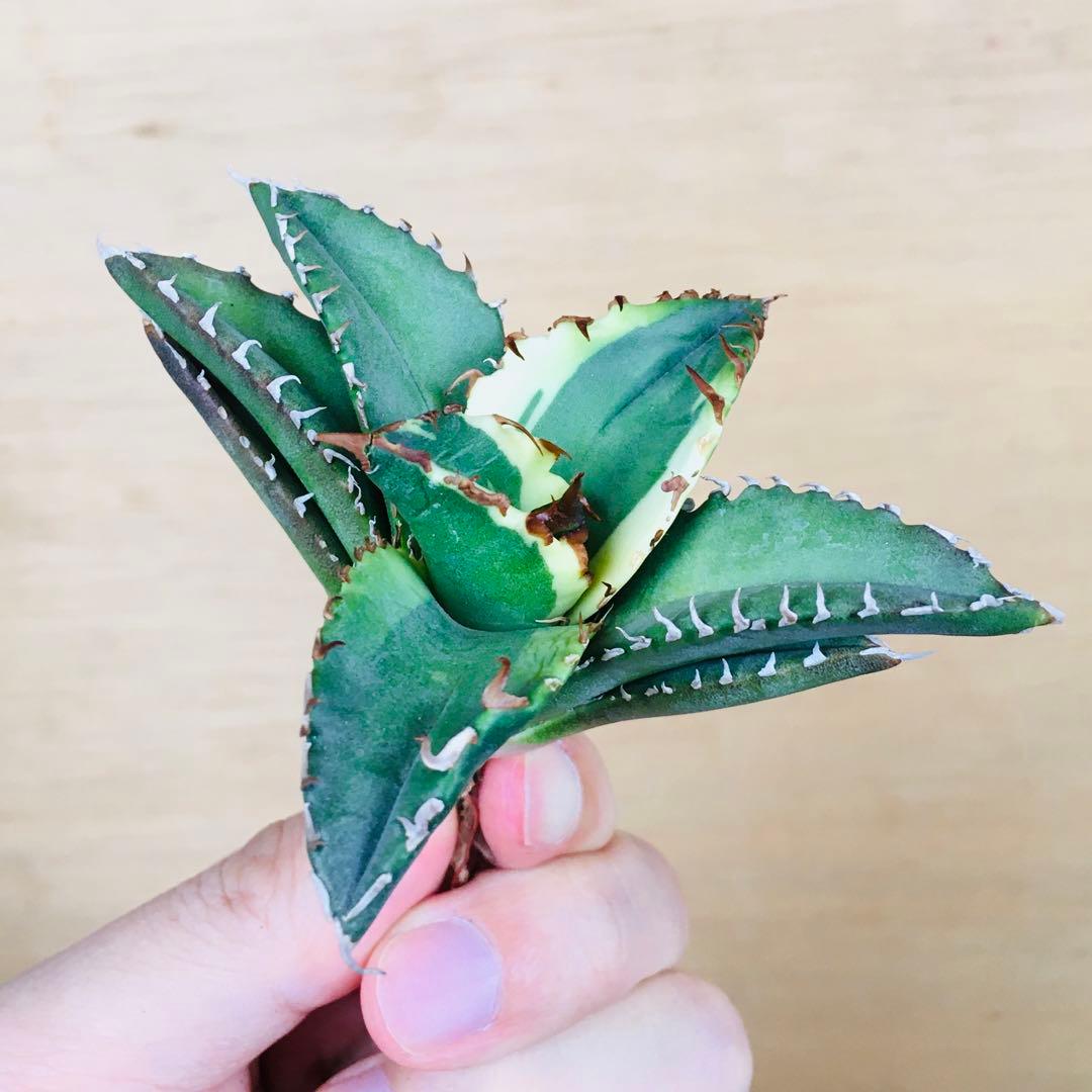 【稀少】1 老白鯨錦 黄覆輪斑 ソーラーエクリプス TC株 アガベ チタノタ錦