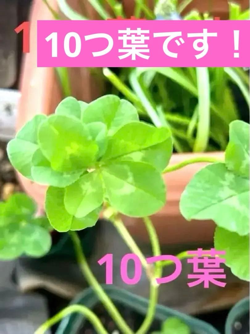 四つ葉のクローバー⑩