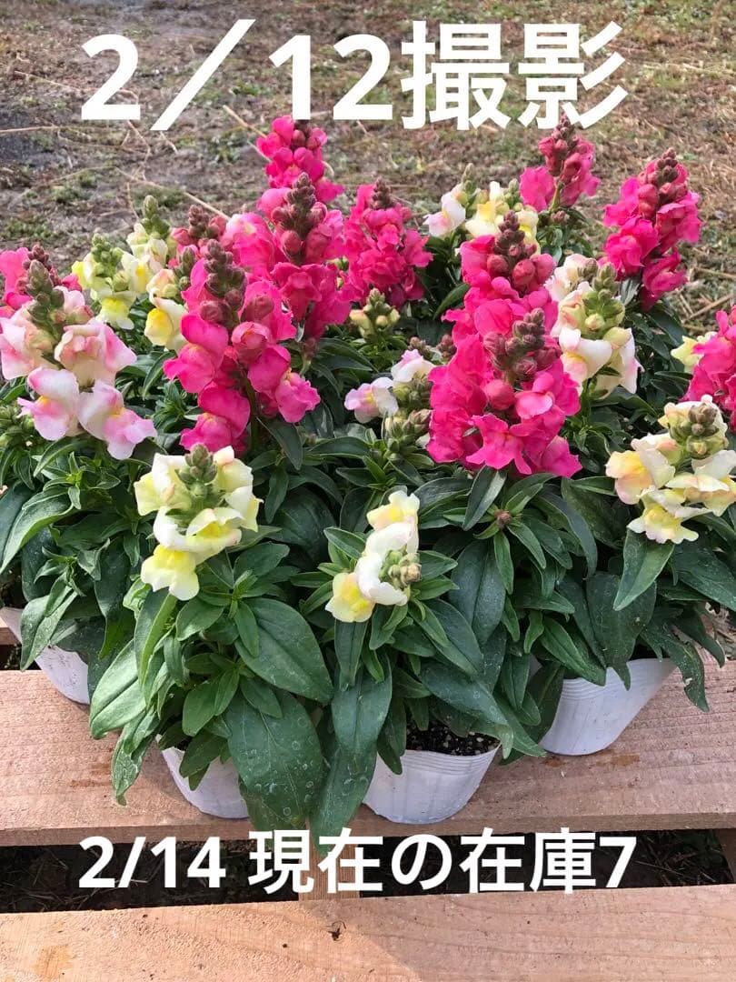 金魚草3本仕立て　3.5寸苗