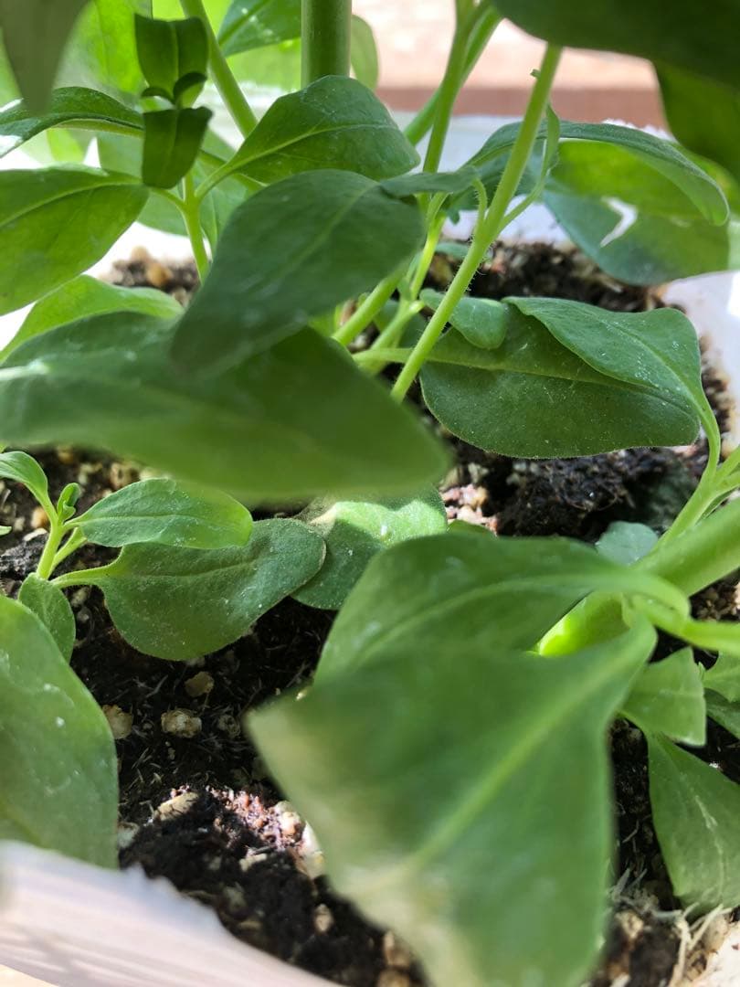 金魚草3本仕立て　3.5寸苗