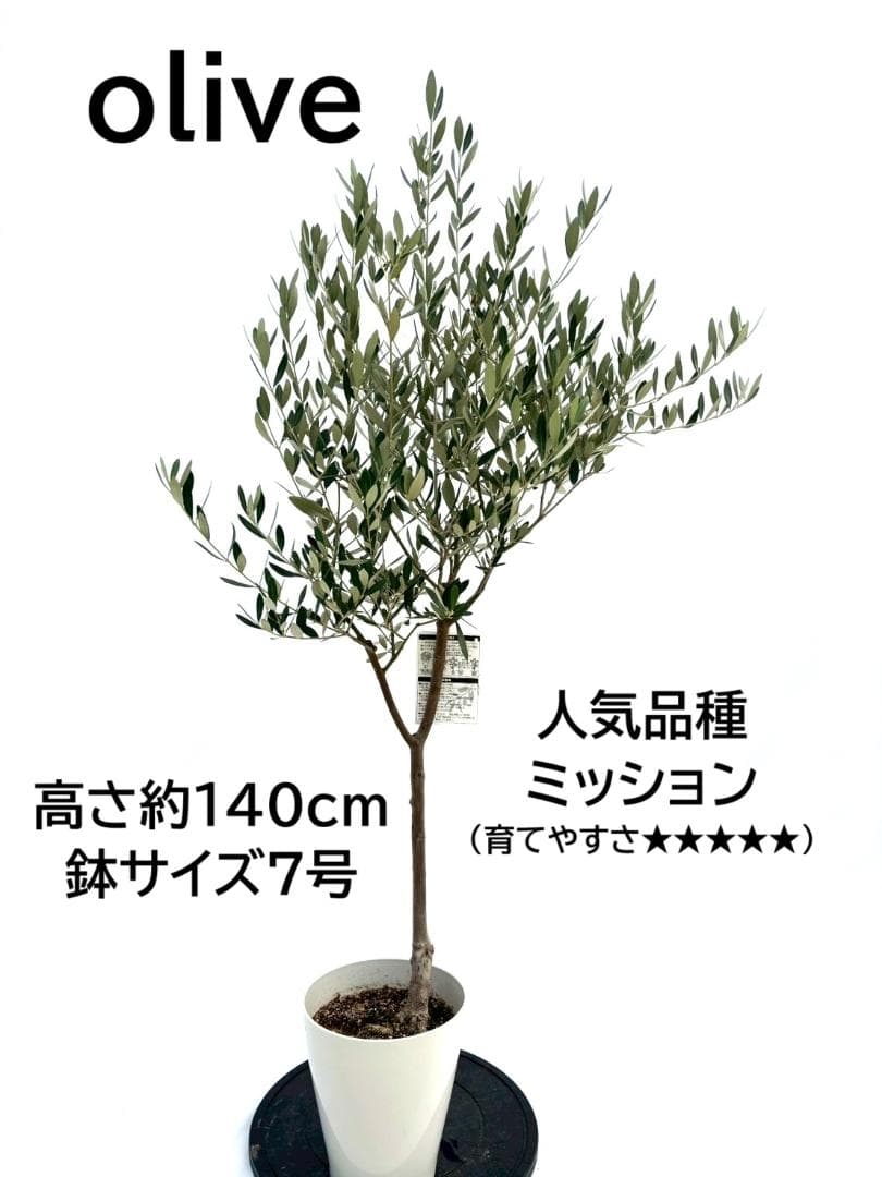 オリーブの木　ミッション　7号　約140cm　NO.738　人気品種　現品掲載