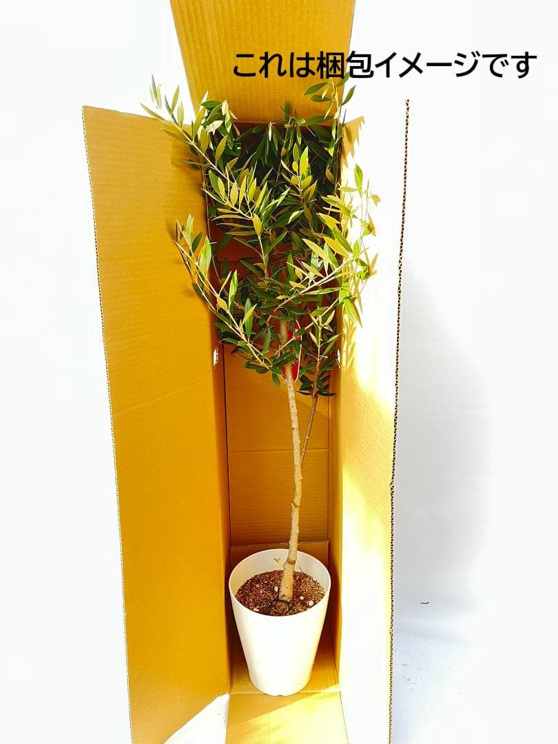 オリーブの木　ミッション　7号　約140cm　NO.738　人気品種　現品掲載