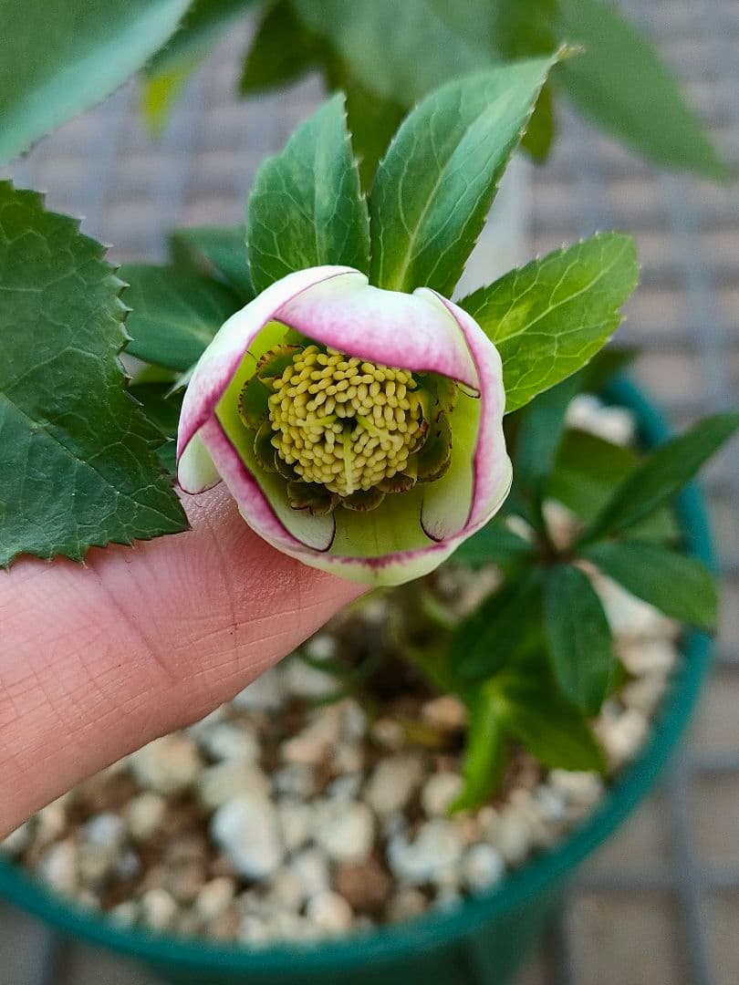 クリスマスローズ　苗