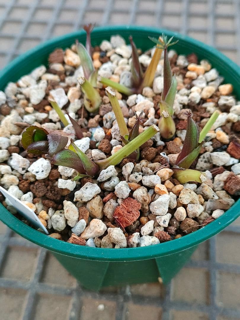 クリスマスローズ　苗