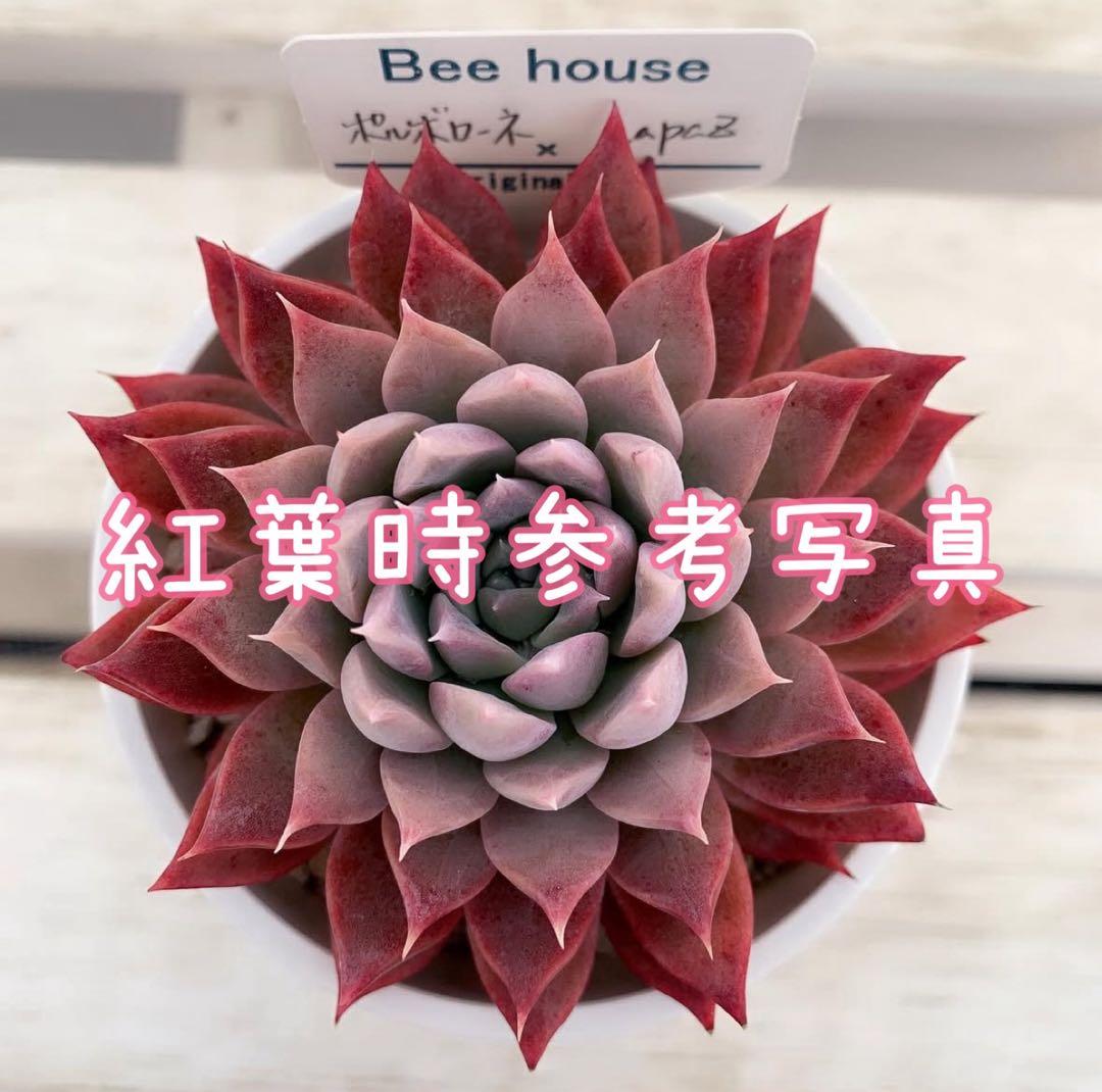 J.【札付き】ポルボローネ×ラパス Beehouse 多肉植物 エケベリア