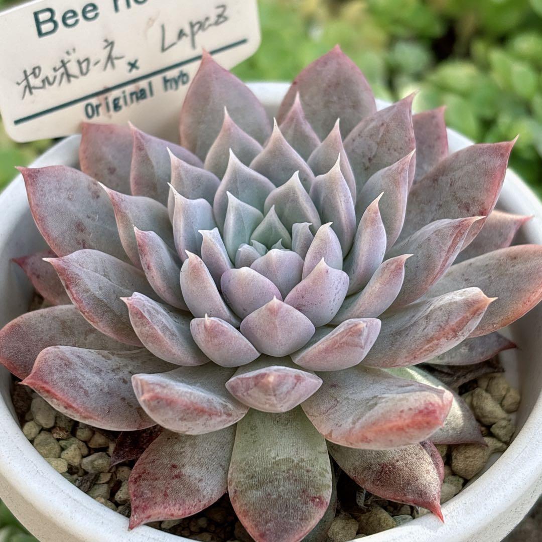 J.【札付き】ポルボローネ×ラパス Beehouse 多肉植物 エケベリア