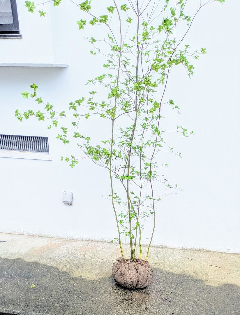 momosaさま。山採りドウダンツツジ。