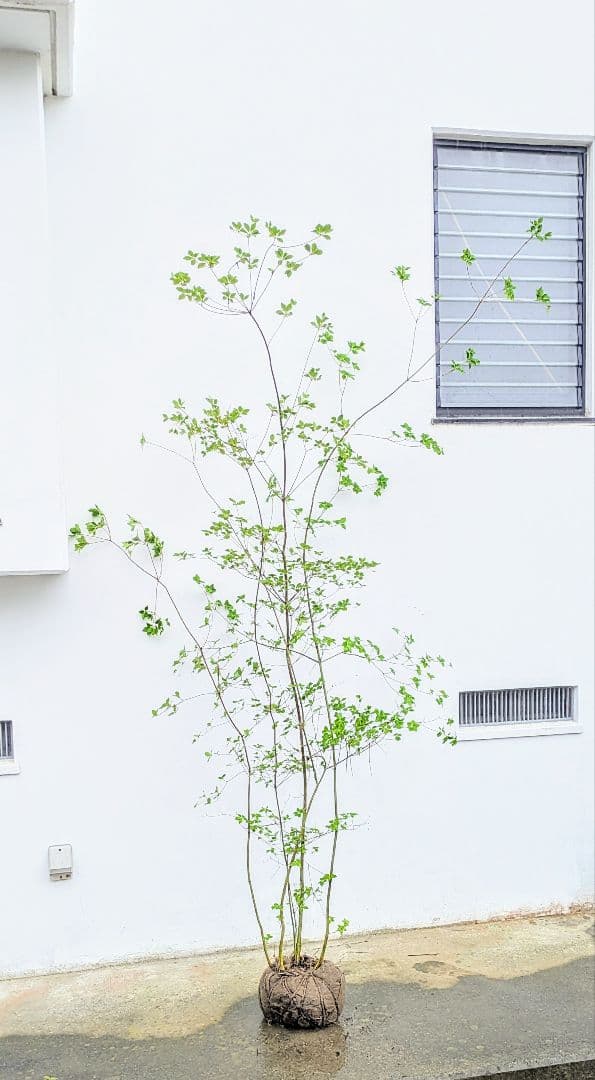 momosaさま。山採りドウダンツツジ。