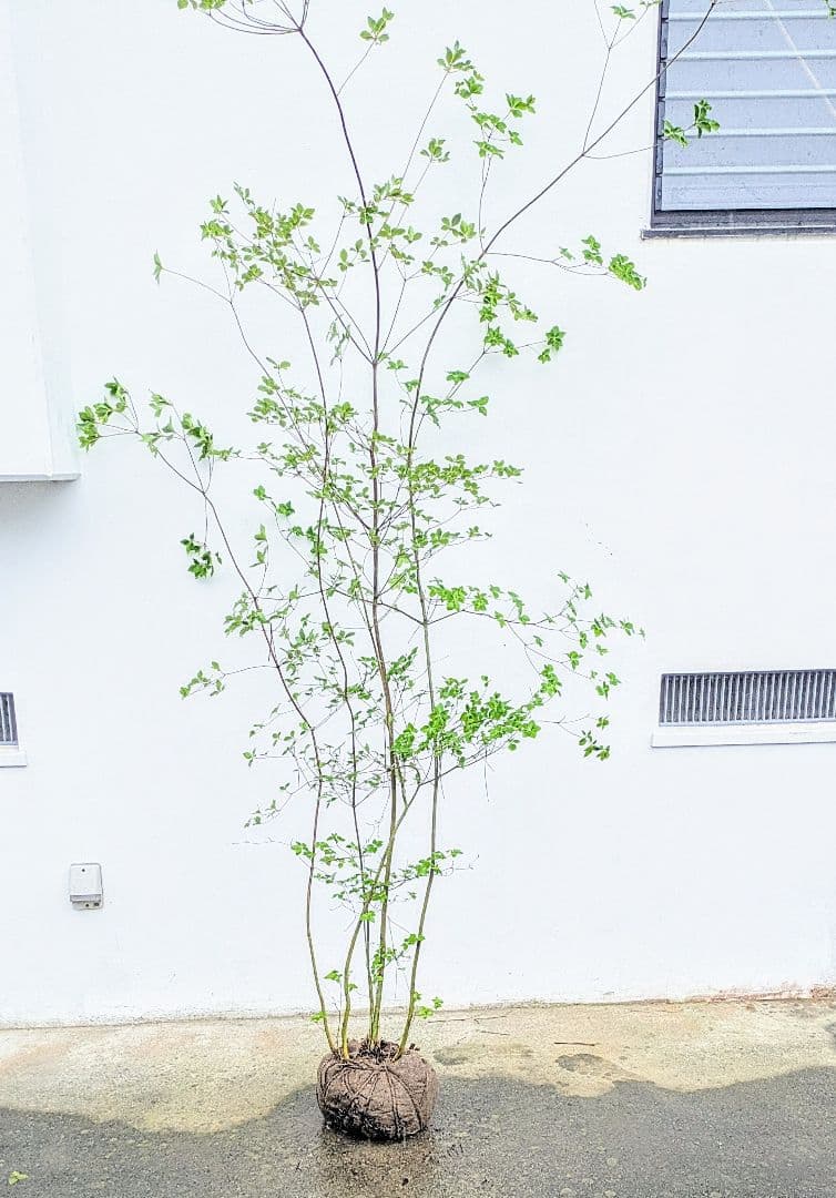 momosaさま。山採りドウダンツツジ。