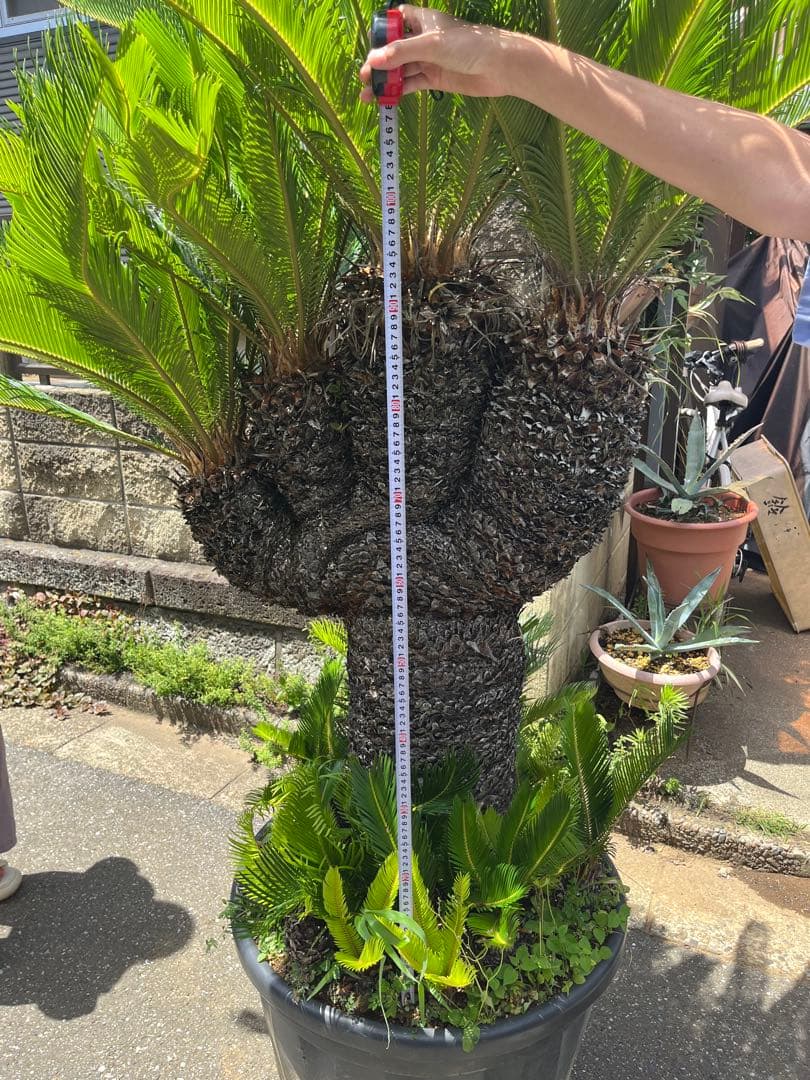 獅子ソテツ　多頭蘇鉄　サイカス 獅子蘇鉄