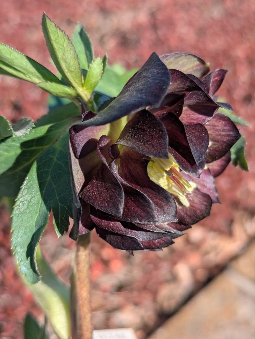 激渋原種系ダークバイカラー【加藤農園】クリスマスローズ　グロッシーカラー☆