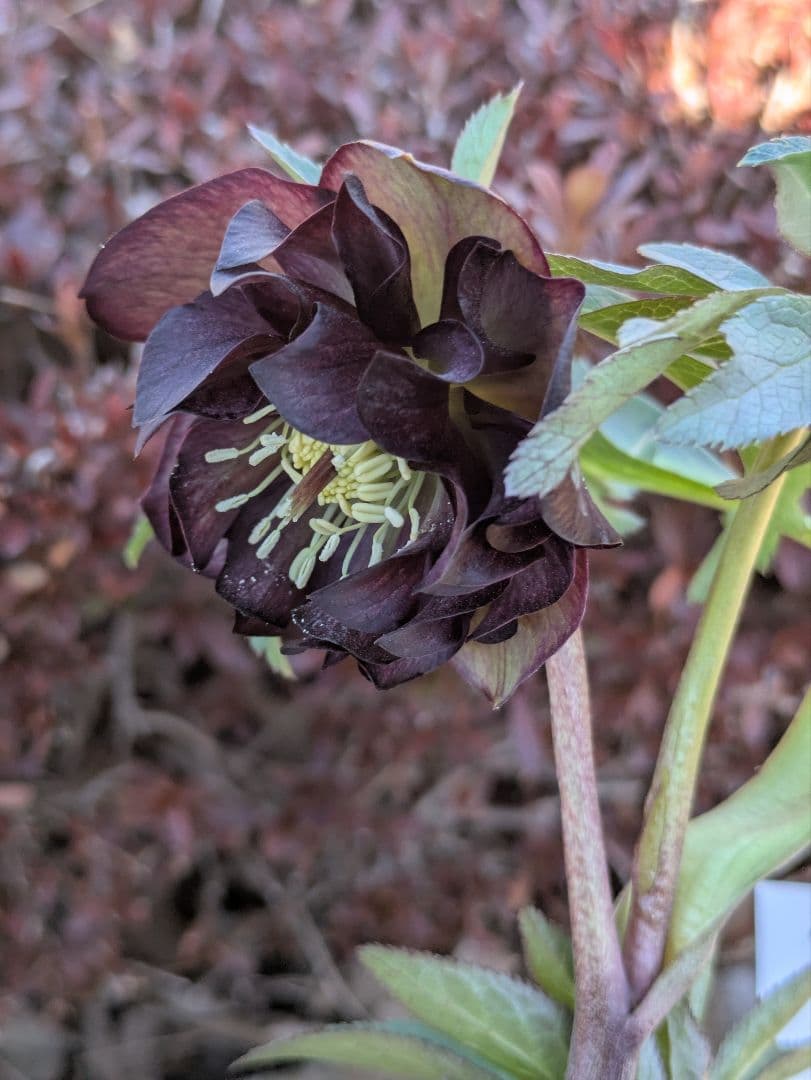 激渋原種系ダークバイカラー【加藤農園】クリスマスローズ　グロッシーカラー☆