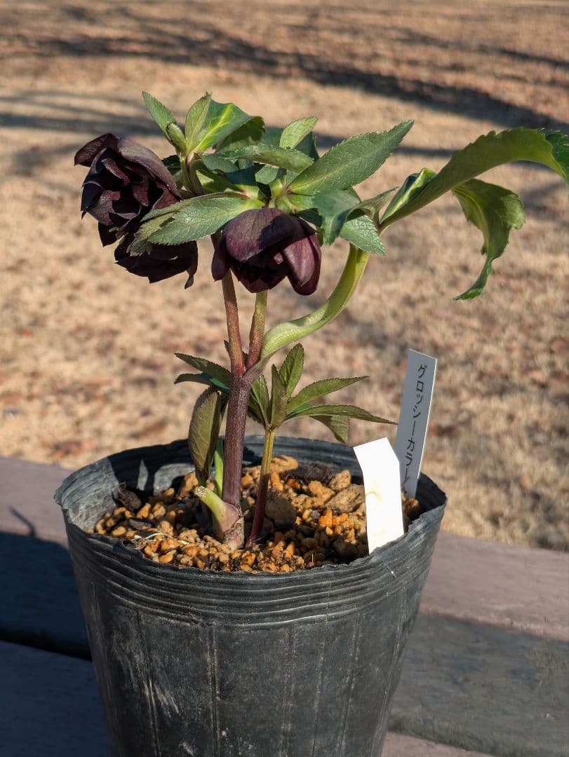 激渋原種系ダークバイカラー【加藤農園】クリスマスローズ　グロッシーカラー☆
