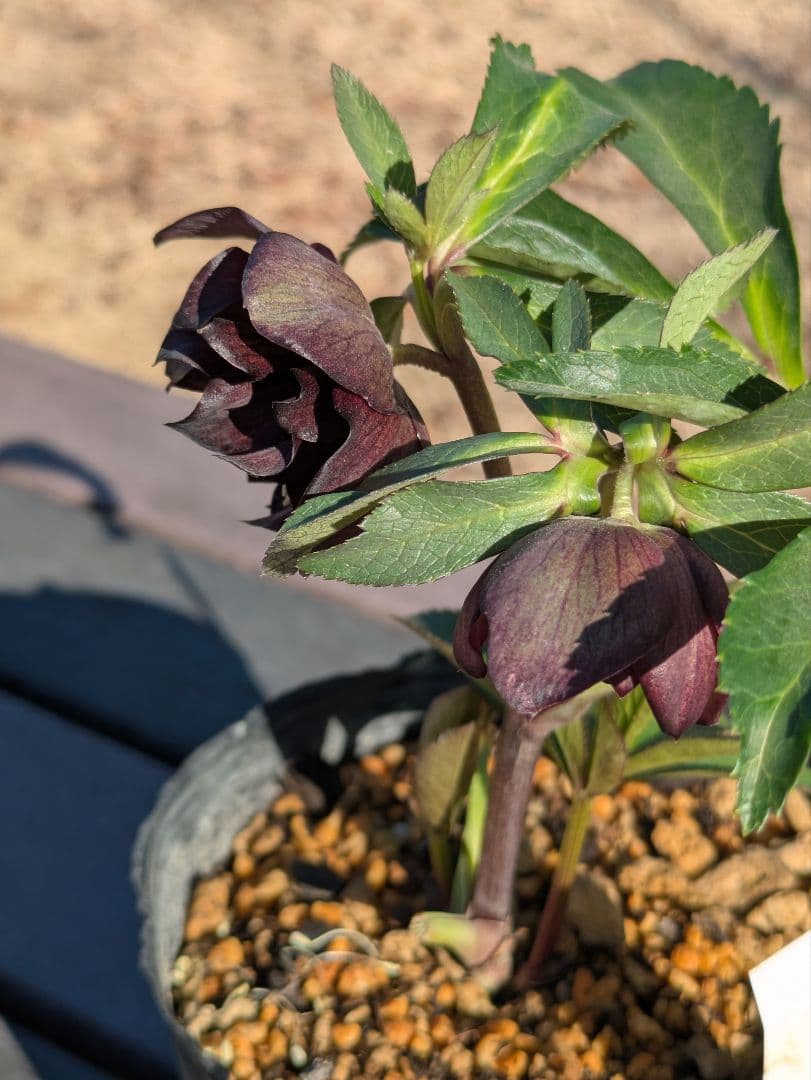激渋原種系ダークバイカラー【加藤農園】クリスマスローズ　グロッシーカラー☆
